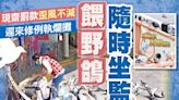 東方日報A1：餵野鴿隨時坐監 8‧1生效可罰10萬元囚1年