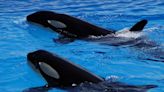 Novo estudo revela que orcas adolescentes ‘brincalhonas’ atacam barcos por diversão
