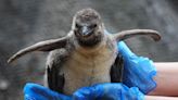 Penguin chicks ‘growing fast’ after arrival in safari park colony