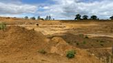 Plant species recorded in Bedfordshire for first time in restored quarry land