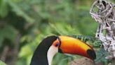 'Around each bend, another adventure awaits': Bright colors of wildlife adorn journey in the Pantanal
