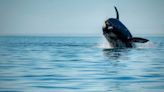 Puerto Madryn: el salto de la ballena, la reacción más cordobesa y un video genial