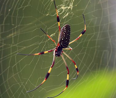 Are Banana Spiders Harmless? Depends on Which You See