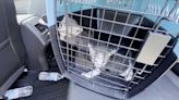 Family saves cat and her kittens in 13 hour rescue in 108 degree heat