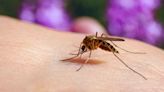 Virginia researchers unlock mosquito code to combat Zika, dengue