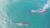 Reapareció la ballena sei en el mar patagónico después de casi un siglo - Diario Hoy En la noticia