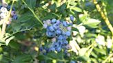 Here are 3 farms in, around Lancaster County where you can pick your own blueberries, raspberries
