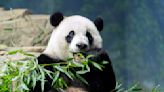 Pandas could be gone from America's zoos by the end of next year