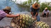 Niega Consejo del Mezcal en Oaxaca prácticas monopólicas; rechaza multa de 4 mdp