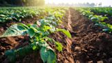 Opinion: Organic farming – the key to longer-term food security - Farmers Weekly