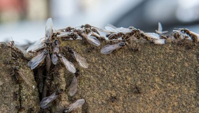 'Flying ant day' warning as millions of insects set to invade homes