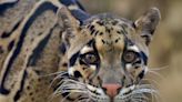 Dallas Zoo forced to close after clouded leopard goes missing from enclosure