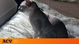 El gato egipcio tatuado que fue rescatado de los narcos en una cárcel mexicana y ahora vive en Texas