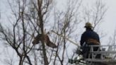 Area firemen rescue osprey stuck in tree at Kyle Lake