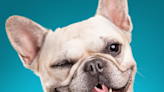 French Bulldog’s ‘Tippy Tap’ Dance Moves Are Too Cute for Words