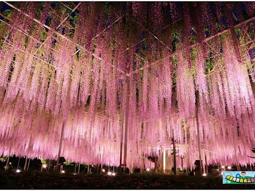 日本足利花卉公園賞紫藤！世界10大夢幻旅遊景點，美不勝收的紫藤花海夢境～