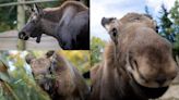 Columbus Zoo welcomes 3 orphaned Alaskan moose calves