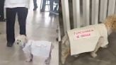VIDEO: Perrita 'funcionaria de casilla' enternece a internautas en la jornada electoral