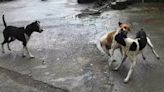 Corporation begins survey of stray dogs in city - News Today | First with the news