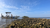 Oyster sampling, modeling will inform reef restoration