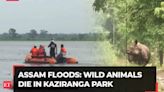 Assam floods: 159 wild animals, including nine rhinos dead in Kaziranga National Park