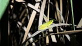 These Australian frogs get absolutely covered in seeds