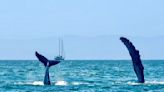 Una nadadora lanzó una iniciativa para conservar a la ballena jorobada y así puedes sumarte