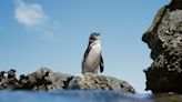 Microplastics are accumulating in the bellies of Galápagos penguins, study finds