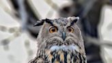 NC-born Flaco the owl is now NYC’s internet-famous ‘peeping Tom.’ What he’s up to