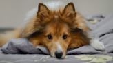 Connecticut University Offers Adorable Therapy Sheltie To Chill Students Out Before Finals