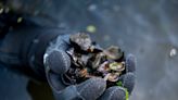 Are endangered mussel species in the Huron River? You could look.