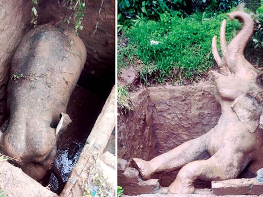 Tusker falls into open septic tank in Kodagu; rescued - Star of Mysore