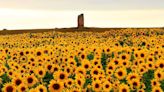 The best places in Scotland to pick your own sunflowers this summer | Scotsman Food and Drink