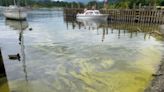 Warning over toxic algal blooms like 'cobra venom' in Lake Windermere