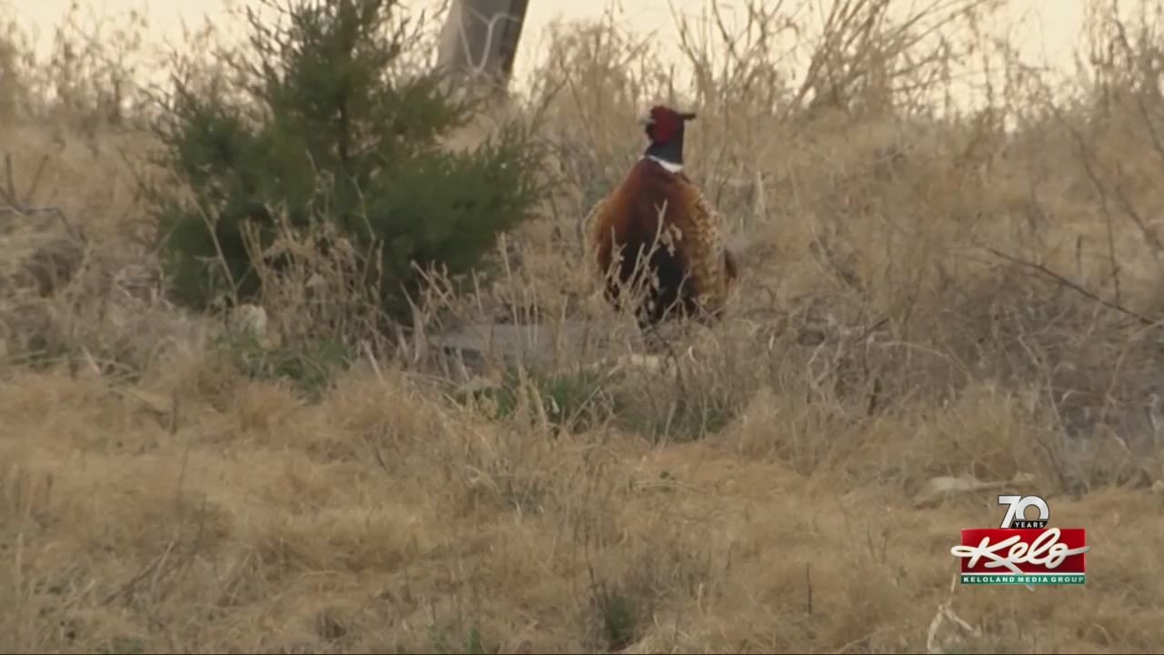 Hunters tell GFP they killed more roosters during 2023