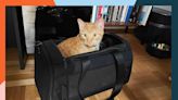 The 10 Best Cat Carriers of 2024, Tested by Our Cats