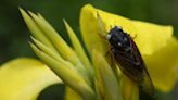 Rare blue-eyed cicada spotted at Morton Arboretum