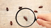 Which cities attract the most cockroaches?