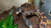 Rare two-headed snake back on display at Texas zoo