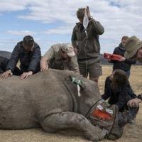 First radioactive rhino horns to curb poaching in S.Africa