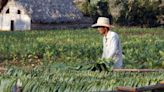 Pinar del Río, la mayor zona productora de tabaco de Cuba, inicia la siembra 2023-2024