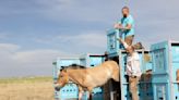 Endangered Wild Horses Return to Kazakhstan for the First Time in at Least 200 Years