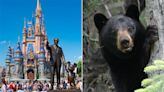 Wild bear in Magic Kingdom forces multiple ride closures at Disney World