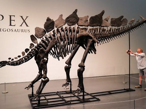 Subasta récord: pagaron 44,6 millones de dólares por un fósil de dinosaurio | "Apex" fue adquirido por un comprador anónimo