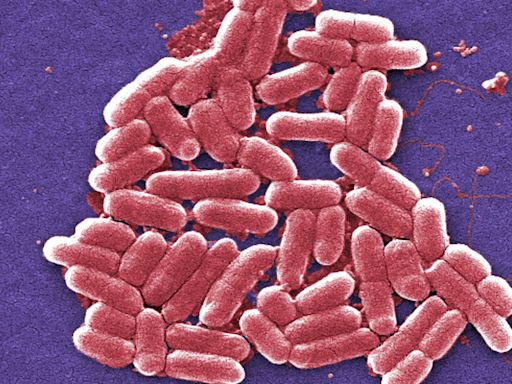 Legal action started against Tesco and Asda over E. coli outbreak