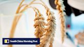 China fast-tracks edited wheat genome in food security drive