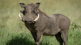 Funny Warthog Thinks He’s Part of the Pack and the Dogs Aren’t Having It