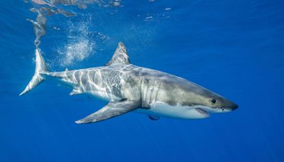 Shark attacks swimmer, forces beach closure