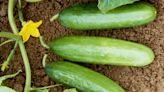 Salmonella outbreak in cucumbers hits 25 states and DC