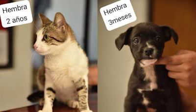 Más de 20 gatos y perros esperan proceso de adopción en Edomex